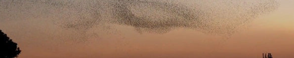 A Bird Ballet – Neels CASTILLON