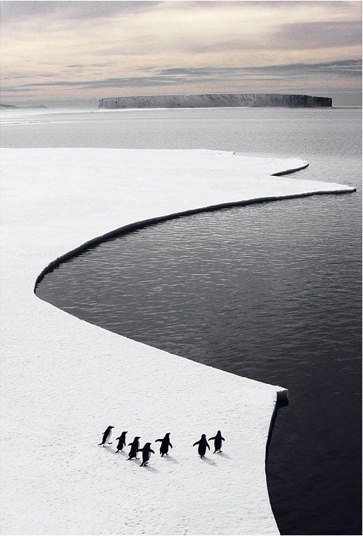 Adélie Penguins on the Fast Ice Edge, Antarctica