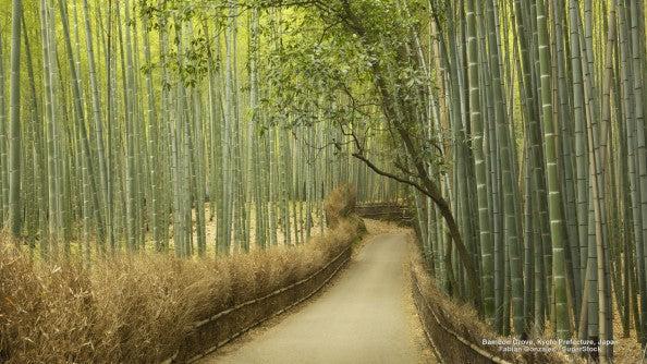 Bamboo Grove