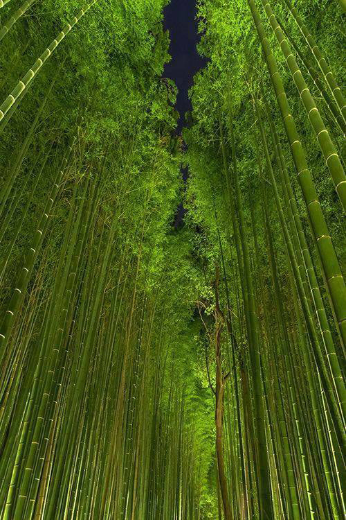 Magnifique forêt de bambous de nuit, Arashiyama, Kyoto, Japon