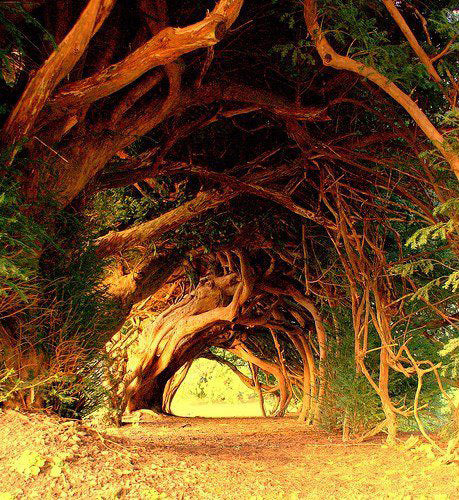 Contemplate – 1000 Year Old Tree