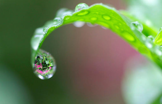 Contemplate – Fresh & Lovely Nature