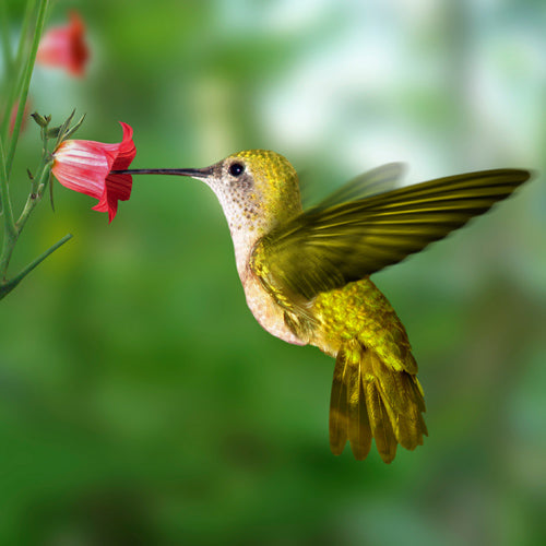 Méditer sur le petit déjeuner au nectar de colibri et de fleurs