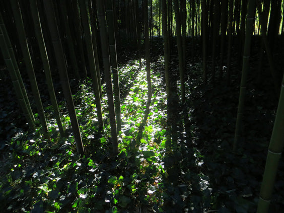 Contemplate Infinite Nature