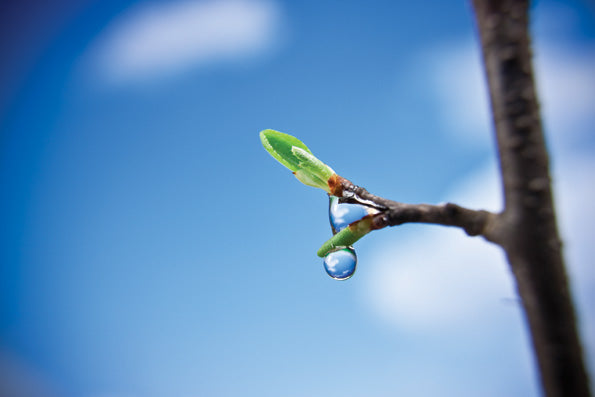 Contemplate – Nature Awakening