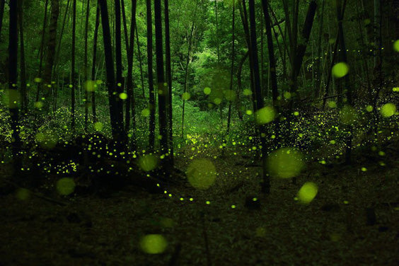 Contemplate – Nature Light Show