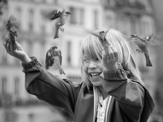 Contemplez – Des moineaux à Paris…