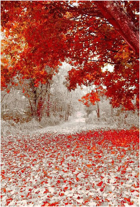 Contemplez – Couleurs d’hiver