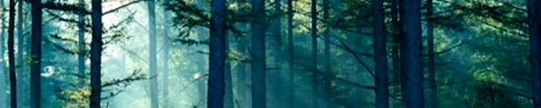 Forest and Nature Sounds