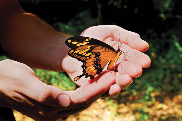 Free as a Butterfly!