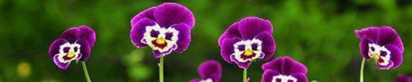 How Flowers Can Enhance Your Wellness