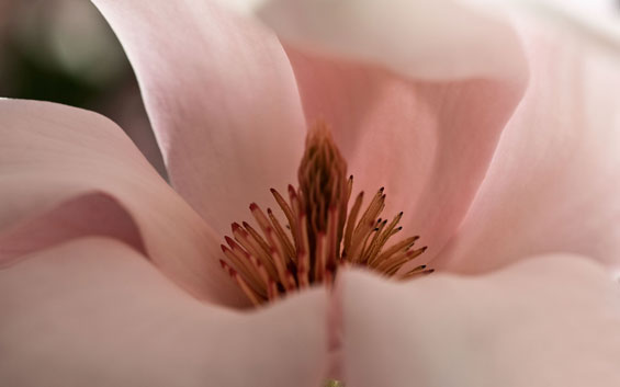 Magnolia par MMichele
