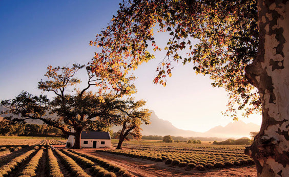 Our life is rooted in the opportunity to be happy