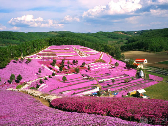 Pink Spring