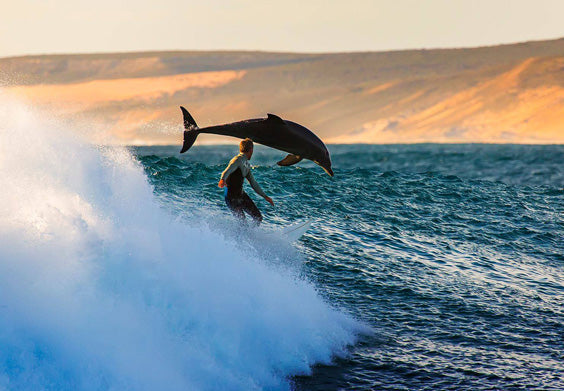 Faire du surf avec des dauphins