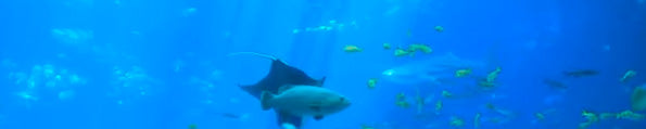 The World’s Largest Aquarium