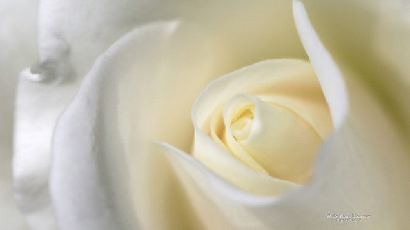 ”… what they’re looking for could be found in a single rose…”